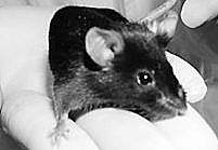  乙型肝炎小鼠模型