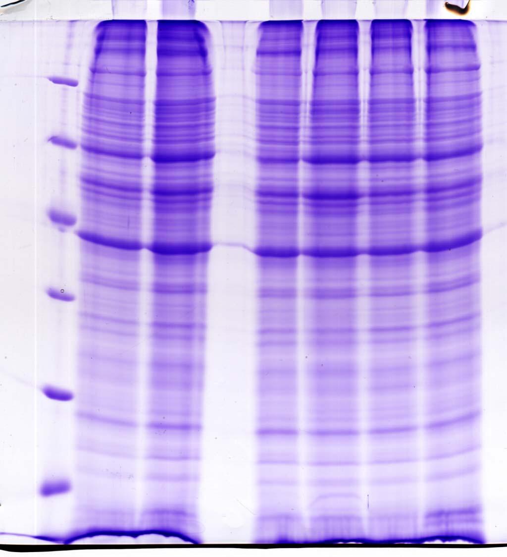 蛋白质表达规模化鉴定-针对SDS凝胶条带的液质联用质谱鉴定