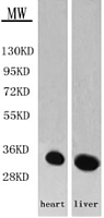 Rabbit anti-human GLOD4 polyclonal antibody（GLOD4抗体）