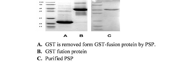 PreScission Protease (PSP)  酶