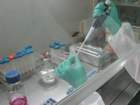 药物对细胞凋亡的影响