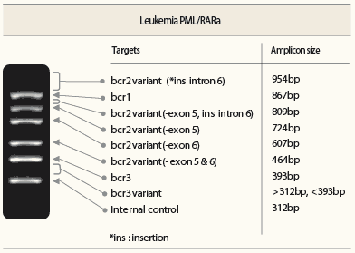 白血病PML/RARa转位检测试剂盒