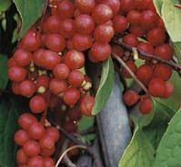 五味子提取物,山花椒提取物