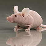 裸鼠，Scid小鼠，ApoE小鼠，db/db小鼠，ob/ob小鼠等各种实验动物