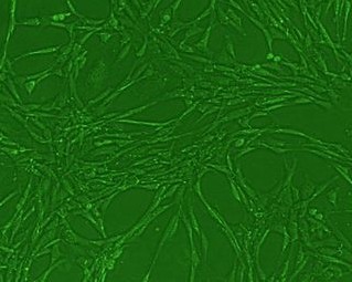 PriCells-小鼠骨骼肌细胞