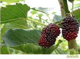 野尻霉素(简称1-DNJ)