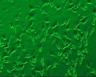PriCells-大鼠肺微血管内皮细胞