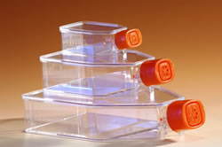 细胞培养瓶(滤膜盖)
