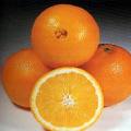 Citrus aurantium Extract 6%-95% Synephrine