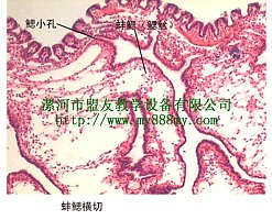 动物组胚切片 图为：蚌鳃横切