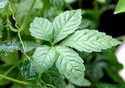 Gynostemma pentaphyllum P.E. 85% Gypenoside(sally@nutra-max.com)