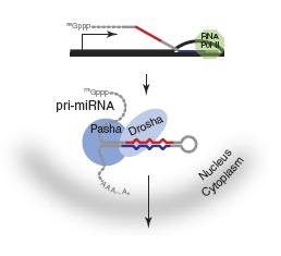 小RNA生物信息学分析