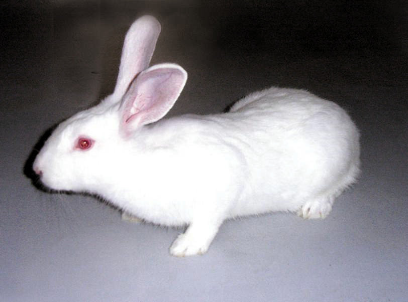 实验大耳白兔
