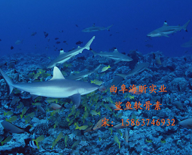 鲨鱼硫酸软骨素CPC90% 95%  USP32