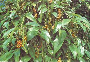 黑胡椒提取物95%98%