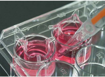 方形细菌培养皿