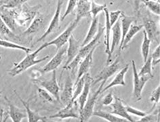 活体小鼠胚胎成纤维细胞（MEF）