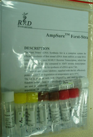 AmpSureTM First-Strand cDNA Synthesis Kit