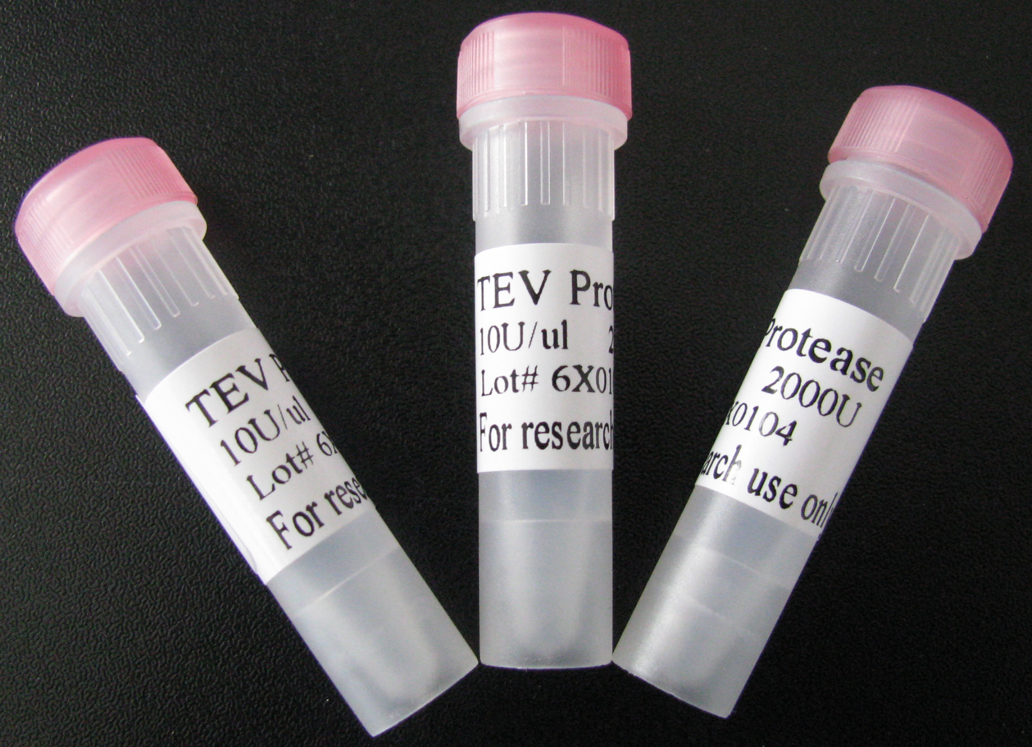 rTEV 蛋白酶（rTEV  Protease）
