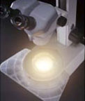 尼康SMZ445解剖显微镜南京兆坤仪器苏州办事处供应