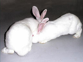 常年供应实验新西兰兔，日本大耳白兔