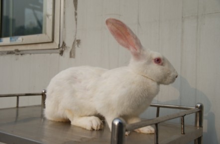 实验新西兰兔，日本大耳白兔