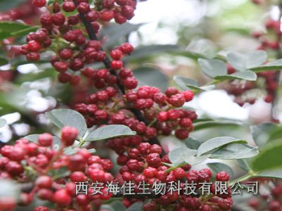 陕西西安供应 花椒提取物