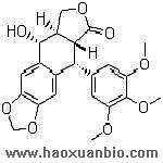 大量供应桃儿七提取物——鬼臼毒素