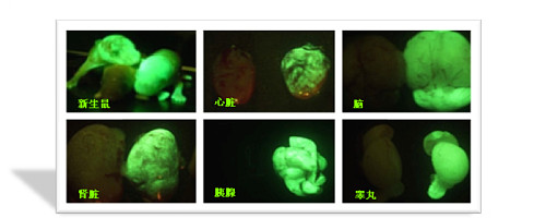  绿色荧光转基因小鼠