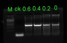 快速提高PCR产量-PCR增量剂