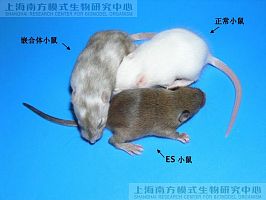 小鼠胚胎操作及品系建立