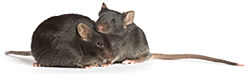 长期供应 出售 BKS背景 db/db 小鼠 2型糖尿病模型小鼠