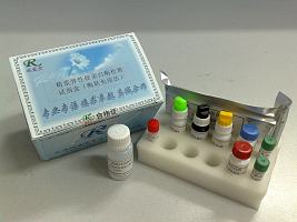精浆弹性硬蛋白酶检测试剂盒（酶联免疫法）
