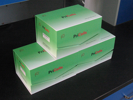 PriCells-正常人原代肺微血管内皮细胞鉴定试剂盒