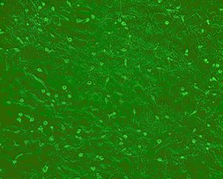 PriCells-小鼠神经胶质细胞