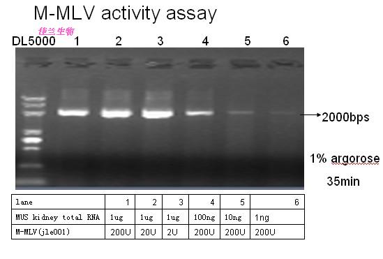 M-MLV逆转录酶（RNaseH-)/MMLV反转录酶 