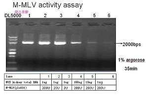 M-MLV逆转录酶（RNaseH-)/MMLV反转录酶 