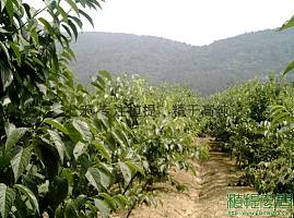 杜仲提取物杜仲绿原酸杜仲叶提取物杜仲叶绿原酸