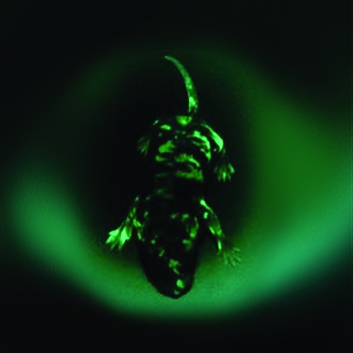 绿色荧光转基因小鼠（GFP转基因小鼠）