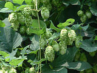 年末清仓啤酒花提取物