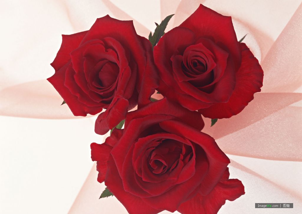 库存新货玫瑰提取物