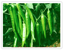 库存新货辣椒提取物