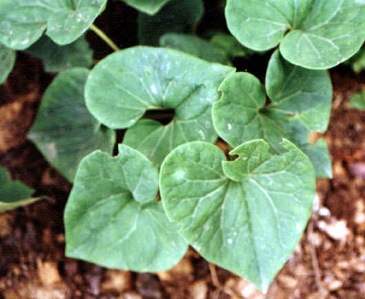 库存新货细辛提取物