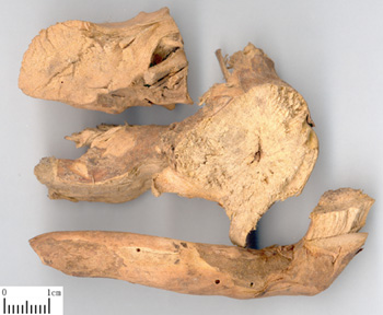 优质供应常山提取物