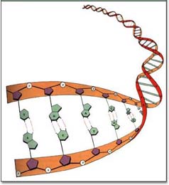 EasyTaq DNA Polymerase