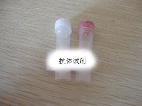 Anti-P16/CDKN2A (Cyclin-dependent kinase inhibitor-2A)  抑癌基因p16抗体