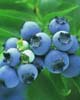 blueberry anthocyanin(resist radiation) (sophie@healthynaturalcolor.com)
