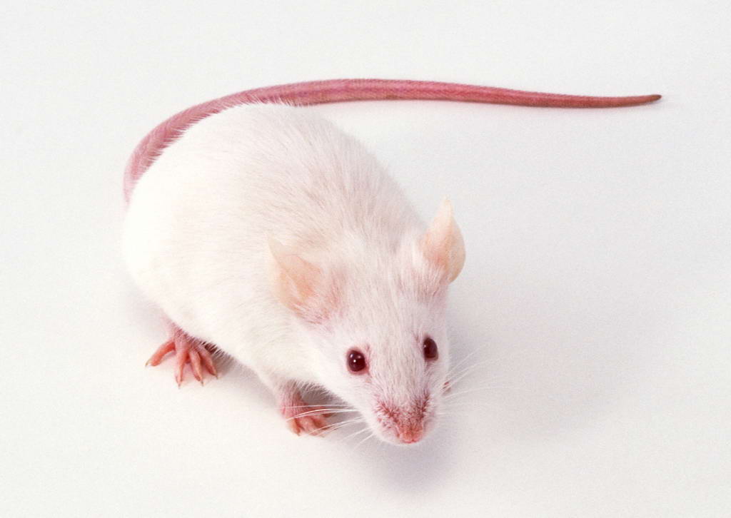 SPF级NIH小鼠