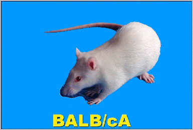 SPF级BALB/c小鼠