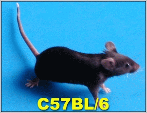 SPF级C57BL/6小鼠